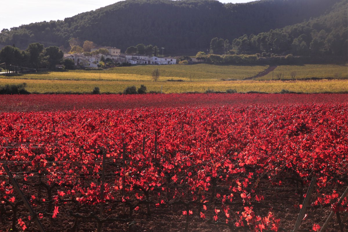 MariaRosaFerre's tweet photo. Avui gaudint de la vinya de garnatxa vermella més bonica del Penedès, a Aiguaviva, El Montmell, al Baix Penedès.
@dopenedes @SoniaPapell https://t.co/qpdhPV7hjj