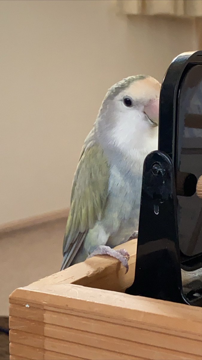 ShocoCherry's tweet photo. 鏡をじーーーーっと
なにを思ってるんだろう🍒❤️
#コザクラインコ https://t.co/Fy1HGigdx8