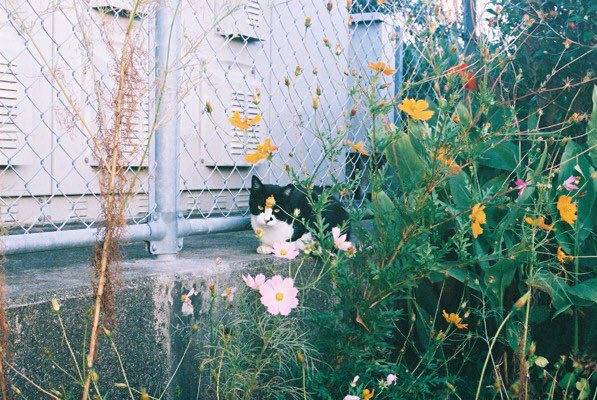 kg_hyp's tweet photo. いい季節!!!秋さいこー!!
.
#フィルムカメラ #フィルム写真
#filmphotography #film
#ファインダー越しの私の世界
#OLYMPUS #om2sp
#35mm #秋 #紅葉 https://t.co/3bzI5FJ2fq