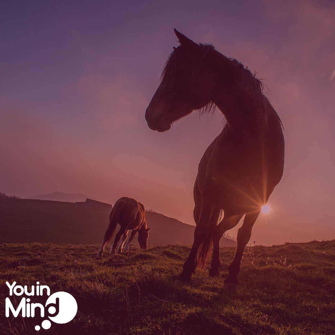 @ponypowertrust Combine therapeutic time in the outdoors with ponies and talking therapy to empower clients, improve their feeling of well-being and help them to look at negative behaviours and thinking styles that might be making them feel unhappy. #cheshire #mentalhealth