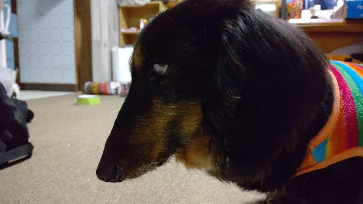 最強戦士 V Twitter 秘密結社老犬倶楽部 看取りボランティア 保護犬 龍ちゃんにベッドを取られて 絶望の大吉爺さん 多分 うちでは 最高年齢 保護犬なので年齢不詳 だけど 一番の イケメン 哀愁漂う素敵な横顔 ちゃっかり龍ちゃん フレームイン T 最強戦士 V Twitter 秘密結社老犬倶楽部 看取りボランティア 保護犬 龍ちゃんにベッドを取られて 絶望の大吉爺さん 多分 うちでは 最高年齢 保護犬なので年齢不詳 だけど 一番の イケメン 哀愁漂う素敵な横顔 ちゃっかり龍ちゃん フレームイン T