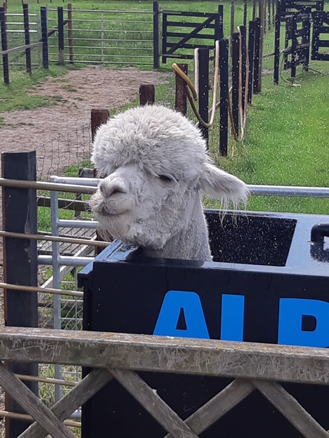 Wat dacht u van de "ALPAQUA 360° wasbox". Dit is een mobiele HDPE alpacawash installatie om op doeltreffende en diervriendelijke wijze de Alpaca te wassen met medicatie, voor behandeling tegen schurft !!

alpacaoord.nl