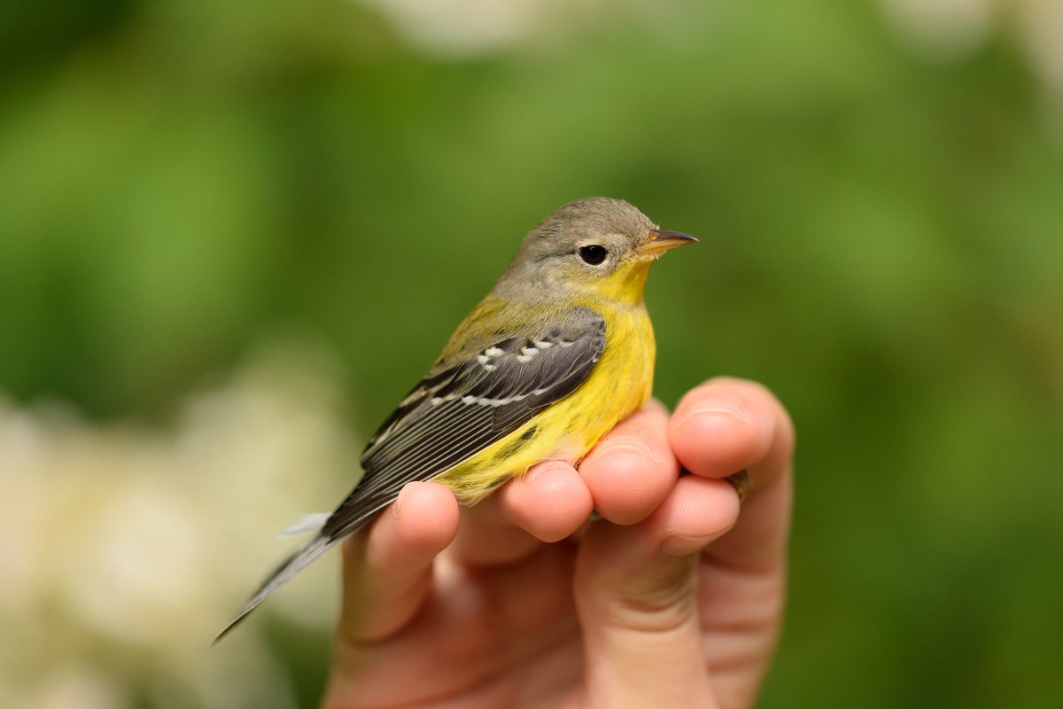 ManometBanding's tweet photo. Looking back on some warmer days, and some warbler migrants! Temperatures are only 50 degrees this morning and rainy. Did you seen any of these species during migration in your area? #manometfall2020 #birdbanding #birds #fallmigration #fallbirding https://t.co/H4KA9b5aRn