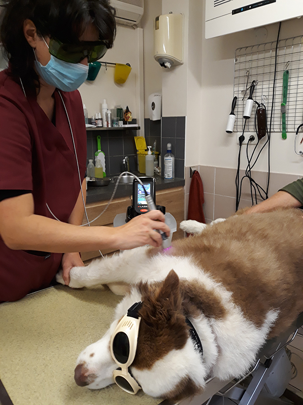 MIKANVET's tweet photo. Installation et démarrage des séances K-Laser à la Clinique Vétérinaire d'Aspremont (06) ! La thérapie laser est une solution sans douleur, sans effet secondaire et sans médicament qui permet de prendre en charge des pathologies douloureuses aiguës et chroniques chez les animaux. https://t.co/fg9lGWkJWN