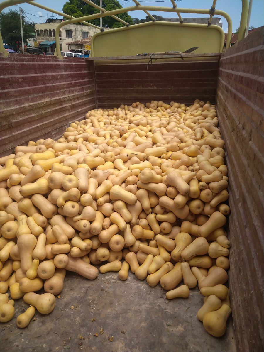 ZubeirAfc's tweet photo. I have 20 tonnes of butternut. Please RT my customer might be on your TL https://t.co/9YODTWVLYh