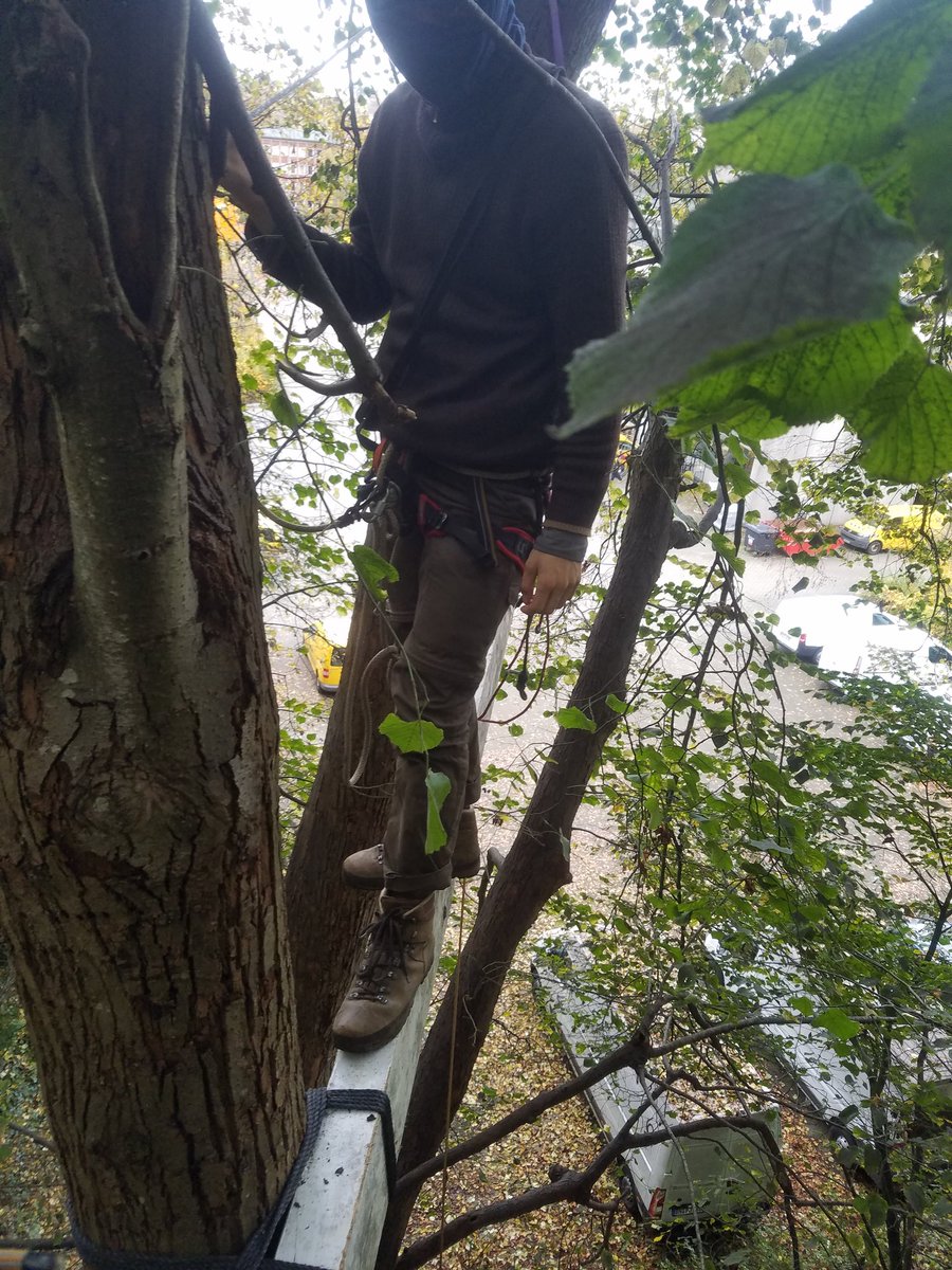 RoedGroedBawa's tweet photo. The main beam is getting fixed to the tree🏳️🌈🦄🌳
#bawableibt #böömdorp #boomdorp https://t.co/Z0CqrStBY4