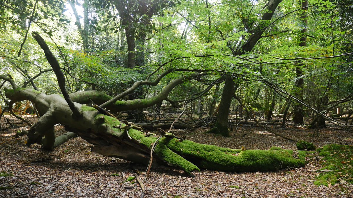 karllong's tweet photo. Determination of trees, this beech fell over, broke, yet still grows. Reminds me of Swamp Castle from Monty Python and the Holy Grail https://t.co/jpZHcnjmGt #trees #forestwalk #phoenixtree https://t.co/Zv8z3iWwJm