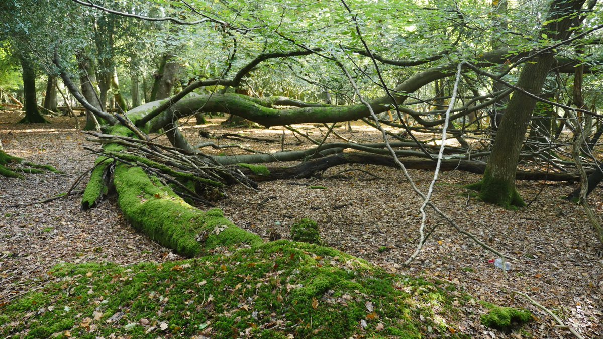 karllong's tweet photo. Determination of trees, this beech fell over, broke, yet still grows. Reminds me of Swamp Castle from Monty Python and the Holy Grail https://t.co/jpZHcnjmGt #trees #forestwalk #phoenixtree https://t.co/Zv8z3iWwJm