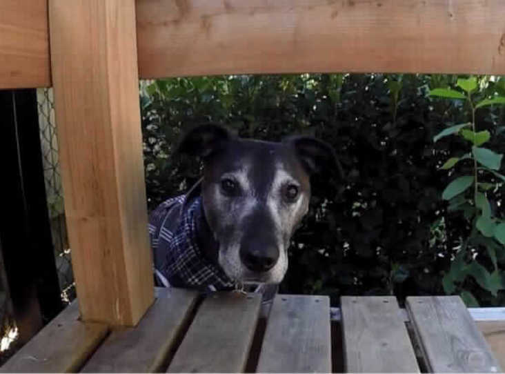 Please retweet to help Seamus find a home #HAMPSHIRE

Aged 10 but young at heart, likes a short walk, possibly could live with another dog, maybe a cat in an adult home, prefers ladies and dreams of being cuddled on a sofa, see details🤩🐱🐶
rspca.org.uk/findapet/detai…

#dogs #pets