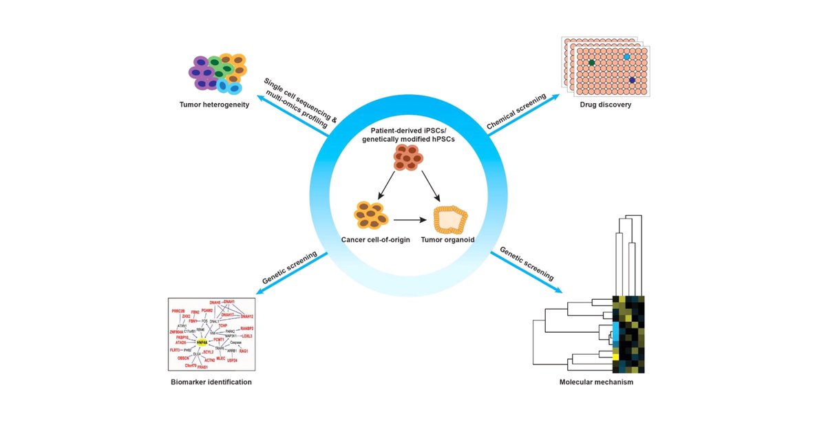 Organoid News (@organoidscience) on Twitter photo 👩⚕️ Weill Cornell Surgery (<a href="/WCMSurgery/">Weill Cornell Medicine Surgery</a>) scientists review the application of human pluripotent stem cell-derived #organoid technologies in cancer modeling with respect to the cell-of-origin, cancer propagation, and metastasis.
👁️ Open access bit.ly/3e6wvsa 👩⚕️ Weill Cornell Surgery (<a href="/WCMSurgery/">Weill Cornell Medicine Surgery</a>) scientists review the application of human pluripotent stem cell-derived #organoid technologies in cancer modeling with respect to the cell-of-origin, cancer propagation, and metastasis.
👁️ Open access bit.ly/3e6wvsa