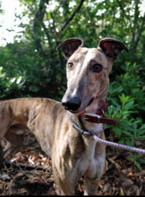 AllDogsMatter's tweet photo. We have welcomed our latest group of ex-racer Greyhounds into the ADM family ❤️. Prince and Woody here are two of five Greyhounds looking for their forever homes.🏠

This sweet, gentle breed makes a great family pet. Check our rehoming page for full info: https://t.co/iBAkMVOZin https://t.co/QGuT8EWZem