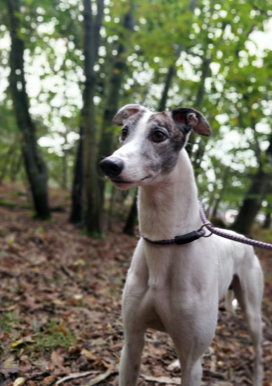 AllDogsMatter's tweet photo. We have welcomed our latest group of ex-racer Greyhounds into the ADM family ❤️. Prince and Woody here are two of five Greyhounds looking for their forever homes.🏠

This sweet, gentle breed makes a great family pet. Check our rehoming page for full info: https://t.co/iBAkMVOZin https://t.co/QGuT8EWZem