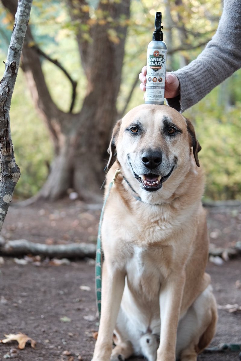 RRRepellents's tweet photo. Adding some happiness to your feed with a picture of Finn in Rhode Island, who is clearly a fan of Ranger Ready Scent Zero 🐶
#RangerReady #dogs #dogsoftwitter #dogsdoingthings #getoutdoors #staysafe #picaridin #safefordogs #insectrepellent #lymediseaseprevention https://t.co/2igq7HTh3N