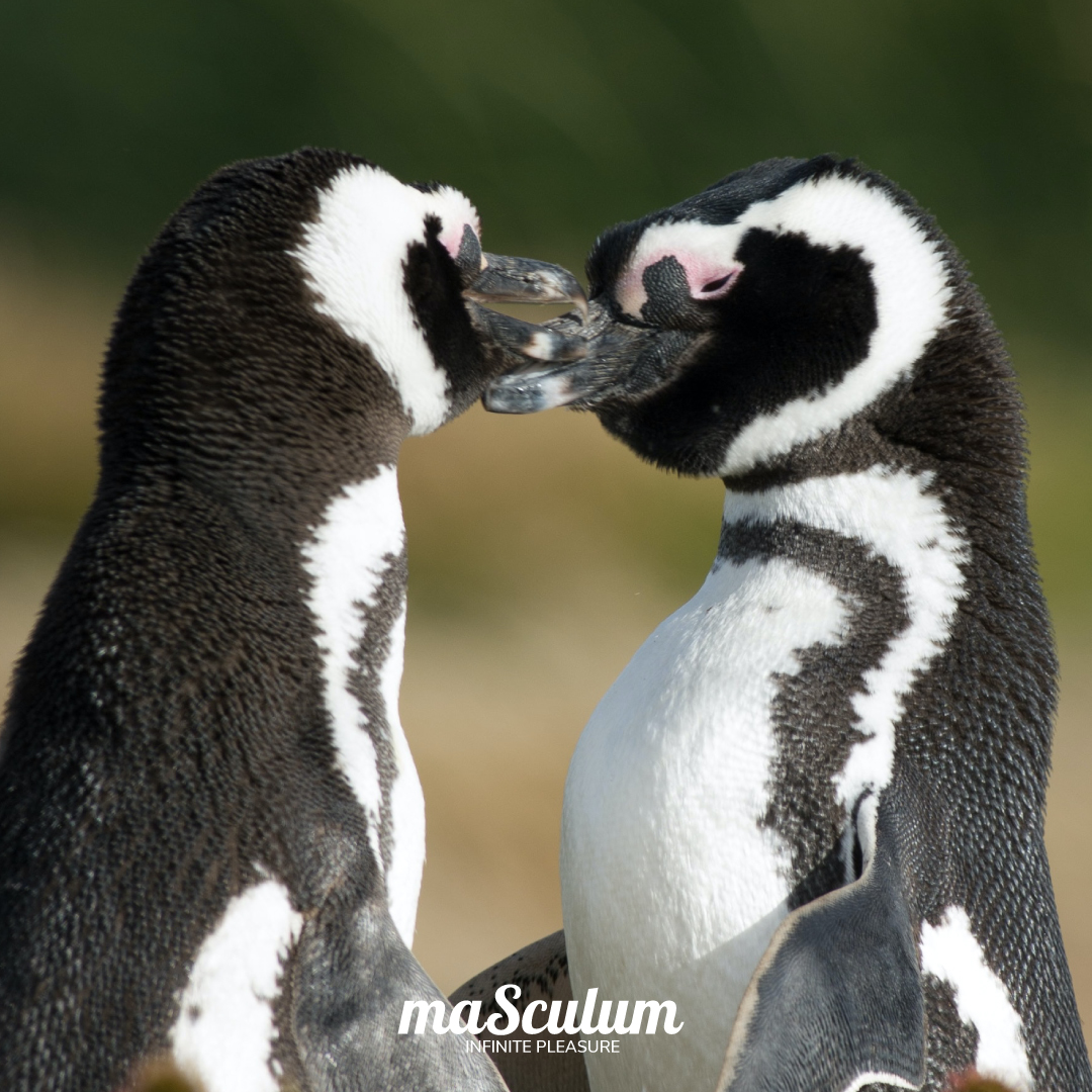 Never apologize for who you love.
Meeting you was faith, becoming your friend was a choice, but falling in love with you was our destiny.
Who do you #love? #Tag him/she/her and let them know!
#loveislove #gay #animals #penguins #cute #kiss #masculum #infinitepleasure https://t.co/VgtImEGJbw