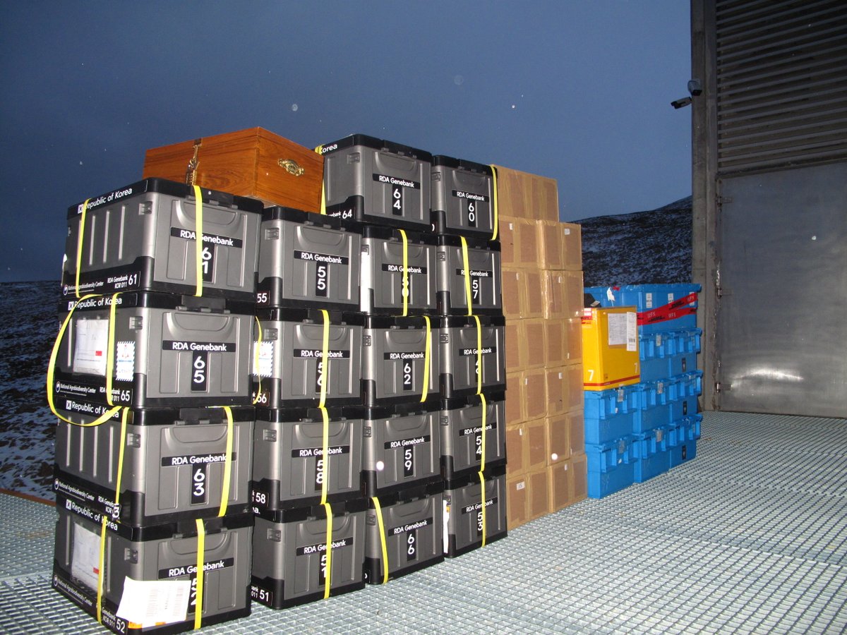 In the latest deposit, 'we carried 45 boxes with 15,000 #seed samples from seven different #genebanks into the #SeedVault for long-term safekeeping,” including @ICRAF @AfricaRice.  Read the full story from @NordGen: bit.ly/37OKuBu
@CropTrust 
@landbrukogmat