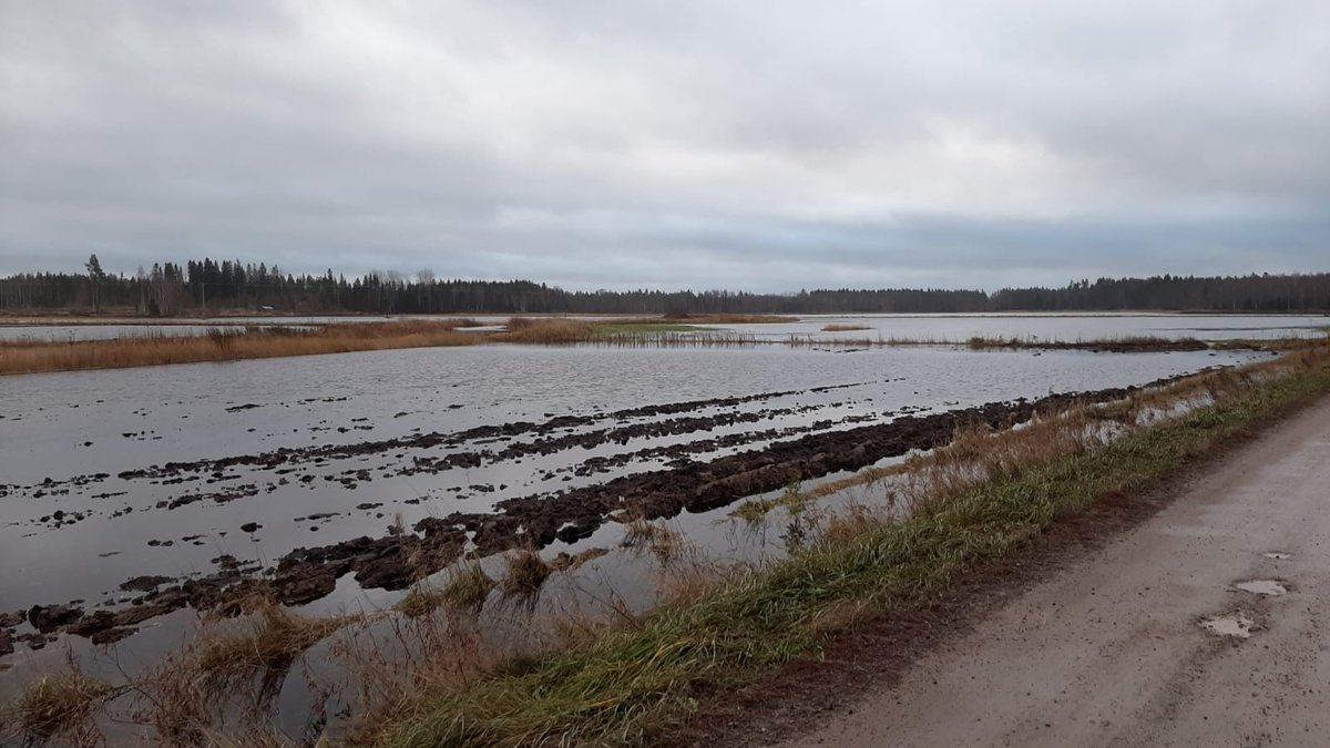elinvoimak_EP's tweet photo. Pohjanmaan rannikon #joet nousivat tiistain aikana keskimääräisen kevät #tulva'n tasolle ja osin ylikin. Tulvavedet levisivät paikoin pelloille ja metsiin. Vesi haittasi myös muutamien pienempien teiden käyttöä https://t.co/UgqRZxTGn9 #ELYkeskus #tulvat #Pohjanmaa #virtaama https://t.co/T0cHYOfH5G