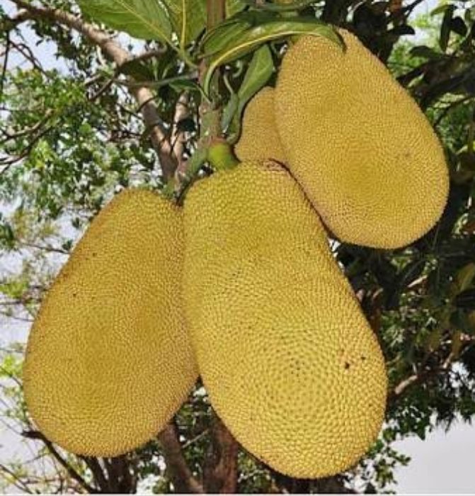What is the name of this fruit?