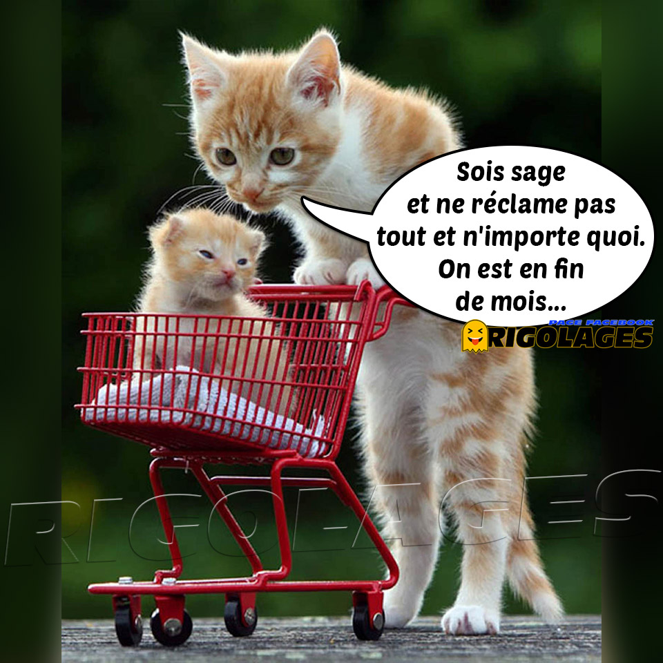 Rigolages در توییتر Humour Rigolages Chats Chat Chaton Chariot Caddie Courses Findemois Findemoisdifficile Rigolages در توییتر Humour Rigolages Chats Chat Chaton Chariot Caddie Courses Findemois Findemoisdifficile