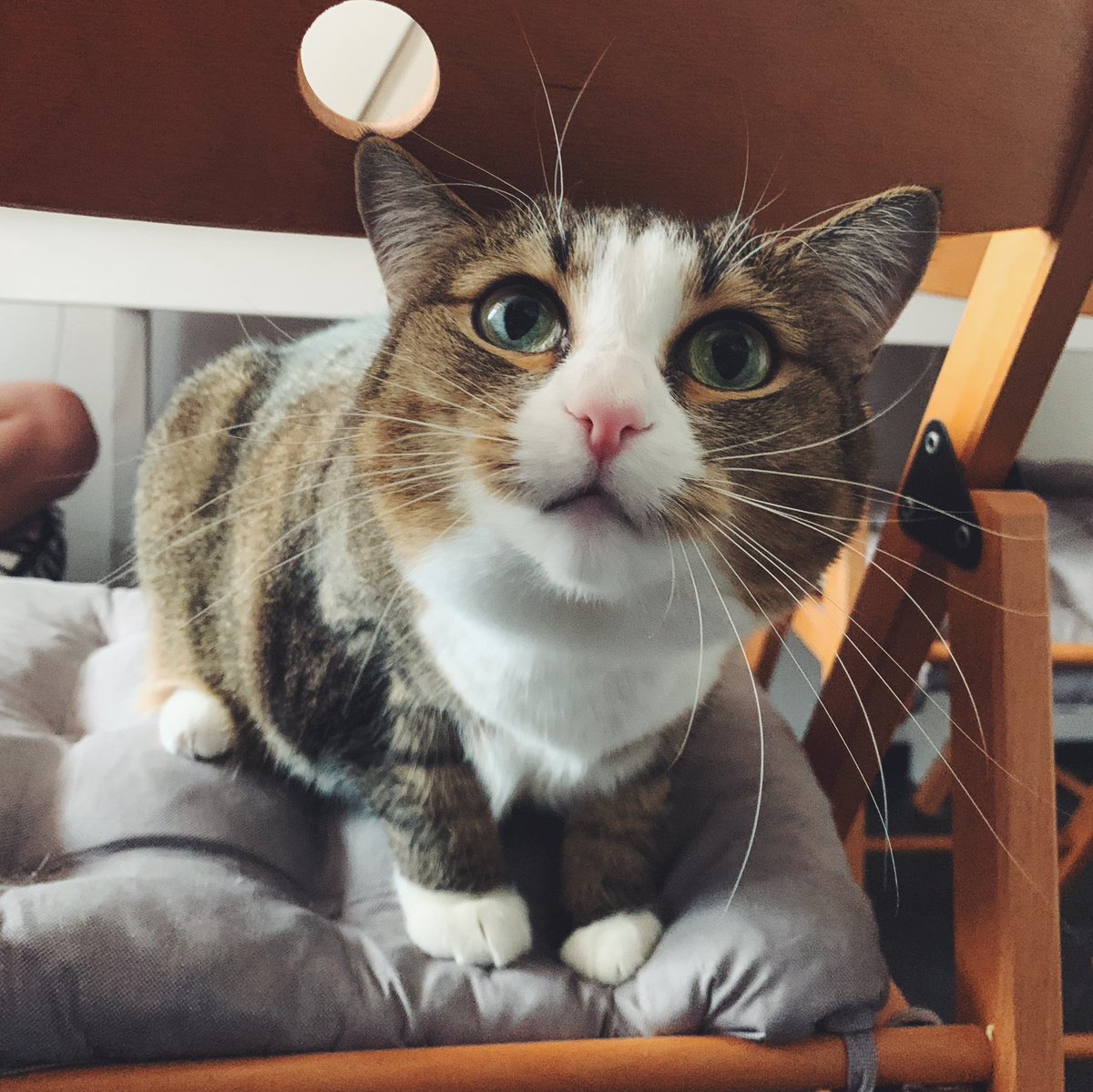 gingy_love's tweet image. Тэкс, ну всё-ё, включайте музыку для побед, большинство решило, что на календарь отправляется фото Пряни заинтересованной (в получении пузочёсов и корма)✨#CatsOfMicrosoft