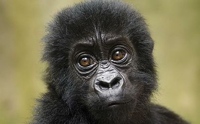 A young Congolese Gorilla from the Congo is stripped from its mother's arms in order to profit someone a quick buck.