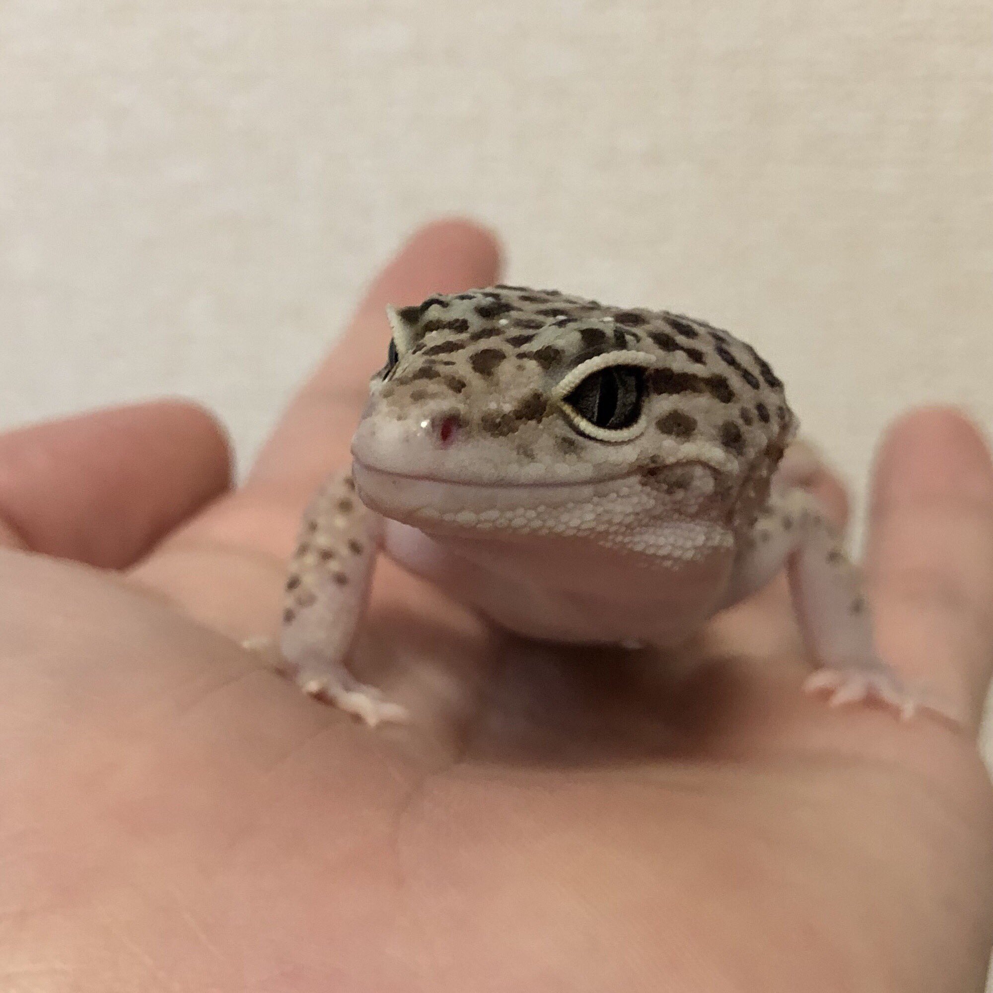 レオパの ゆき 先週イベントでずっと家にいなかったので久しぶりの触れ合い レオパ レオパードゲッコー ヒョウモントカゲモドキ 爬虫類 爬虫類好きさんと繋がりたい かわいい T Co Xfmu3rroxu Twitter
