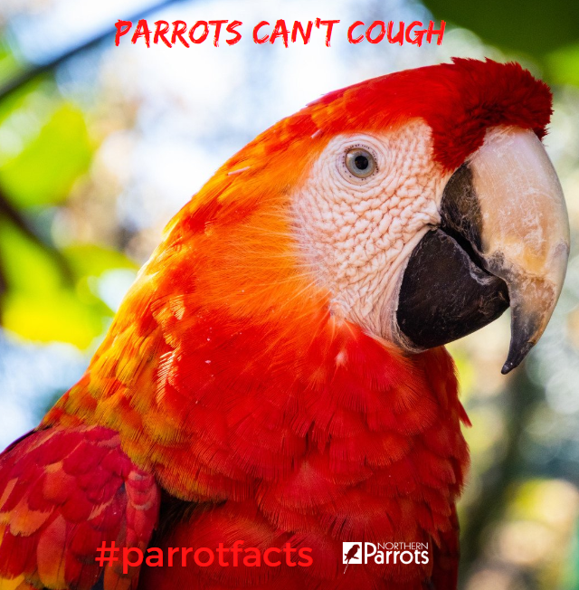 #parrotfacts #wednesdaywisdom  Would you like to share any more?