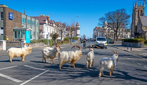 TrinityLCUK's tweet photo. These are the famous kashmiri goats in Llandudno. They became famous during our first lockdown in March/April 2020, we expect they will be down in the town centre again now as we are in a fire break lockdown. They are also appearing on BBC2 this evening, on Autumnwatch. https://t.co/YdCaMmbHTM