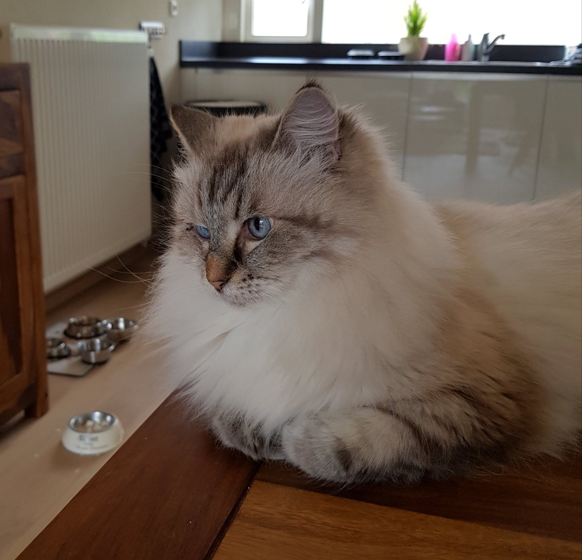 thehairycats's tweet photo. Supervising mum at work. Making sure she earns our kibble. #Casper #supervisorcat https://t.co/JvCvywvw9o