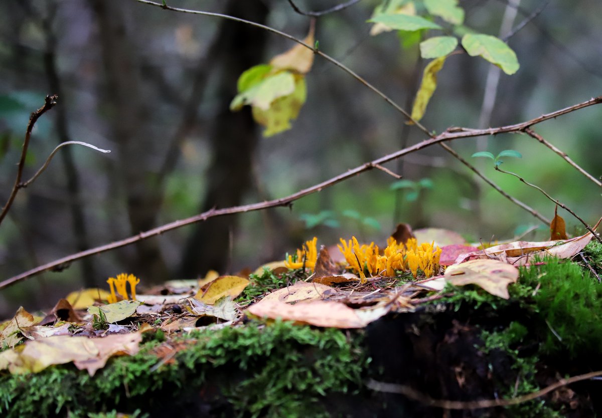 Rust en ruimte voor mens en natuur, de slogan van #Okkenbroek. Er is genoeg rust en ruimte (meer dan 1,5m is geen probleem) voor de mesen om van de natuur te genieten! Bijv van al die paddestoelen...