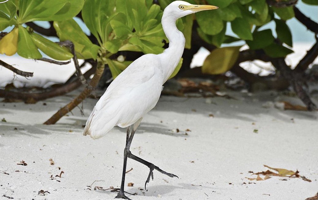 #fuvahmulah is a home to many species of birds.. #kanbili #valikukulhu #iruvaihudu #fuvahmulah #BiosphereReserve #UNESCO