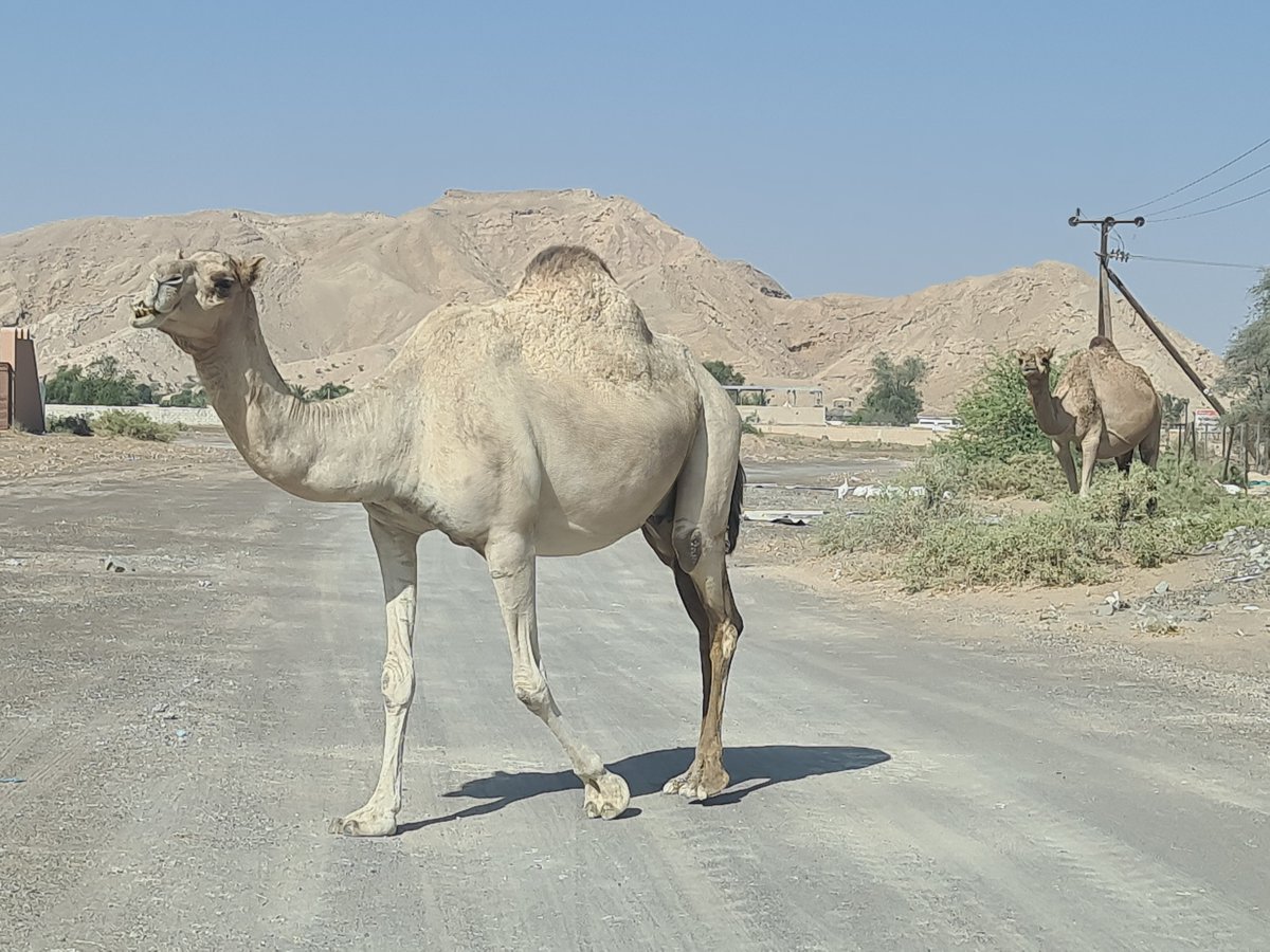 FarmsAf's tweet photo. Two contrasts in a day.........

Guinea Fowl hanging out at my front door and Camels in the road at one of our other farms in the Desert..... https://t.co/Z9h47j43ut