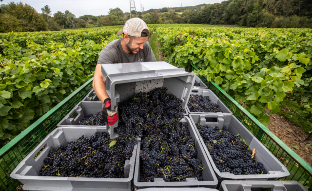 #Wine Guru🍷 (@realwineguru) on Twitter photo English #Wine: Harvest In The Time Of #Coronavirus. #English wineries discuss how #Covid19 shaped the #harvest2020 in a year which saw yields decline, but potential alcohol levels rise at the end of the season... pgj.cc/Tijnk3 #EnglishWine #UK .c.c. <a href="/Wine_GB/">Wines of Great Britain</a> #wineGB 🥂 English #Wine: Harvest In The Time Of #Coronavirus. #English wineries discuss how #Covid19 shaped the #harvest2020 in a year which saw yields decline, but potential alcohol levels rise at the end of the season... pgj.cc/Tijnk3 #EnglishWine #UK .c.c. <a href="/Wine_GB/">Wines of Great Britain</a> #wineGB 🥂