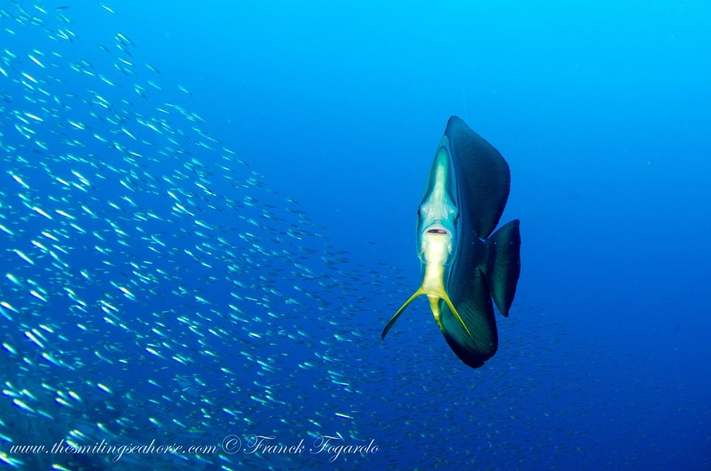SmilingSeahorse's tweet photo. Hey you!
I love batfish, they are so friendly and pretty 😎
.
.
.
#yourshotphotographer #viewbug #underwateradventure #oceanview #underwaterart #SavingTheWaves #marineanimals #marinebiology #vitaminsea #diving #wildlifeaddicts #animallover… https://t.co/z7tNIfUZxn https://t.co/WfB7mDbPjx