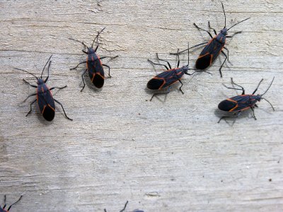 New blog posted: Defeating a #Boxelder Bug Infestation. Read more at: aerex.com/blog/defeating…