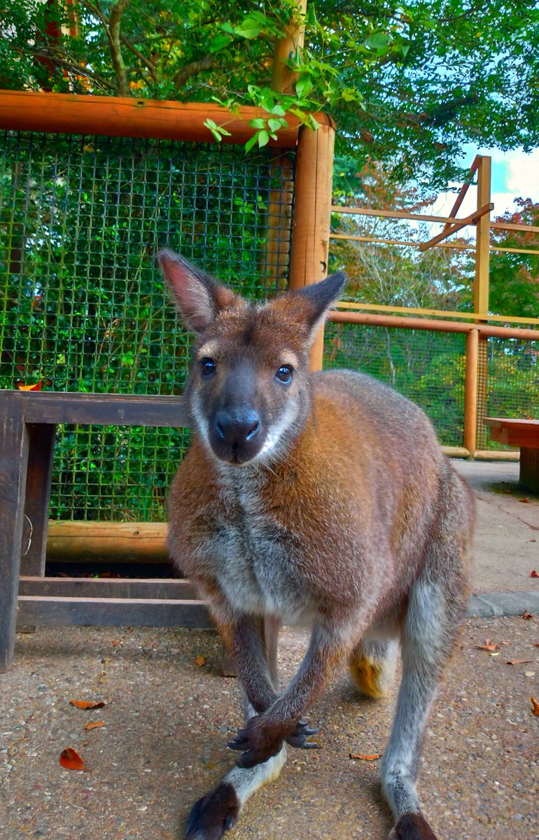 ななつの エアコレ 元就姫へ これがワラビーとカンガルーの差違です ワラビー正面 ワラビー横 ワラビー笑顔 カンガルー