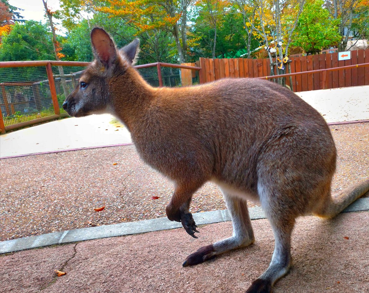 ななつの 元就姫へ これがワラビーとカンガルーの差違です ワラビー正面 ワラビー横 ワラビー笑顔 カンガルー