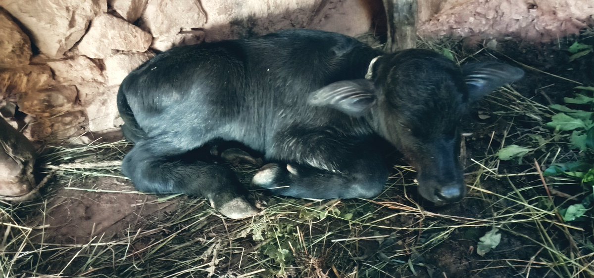 हेर्नुस् 
बिहानै भैंसी ब्याएर छोरो पायो😉
बधाई छ भेटेरिनरी डा. मुकुन्द खड्कालाई🎉👏