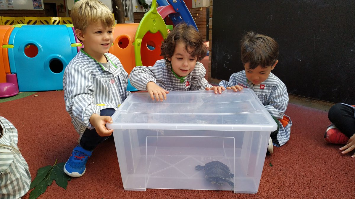 IESANTJORDI's tweet photo. A la classe de les tortugues marines ens han vingut a veure unes tortugues de terra i d'aigua dolça. Que boniques! #cuidemlentorn #lestortugues #escolescooperatives #escolesmaresme #iesantjordi #aprenemveient https://t.co/lt91GeHRu1