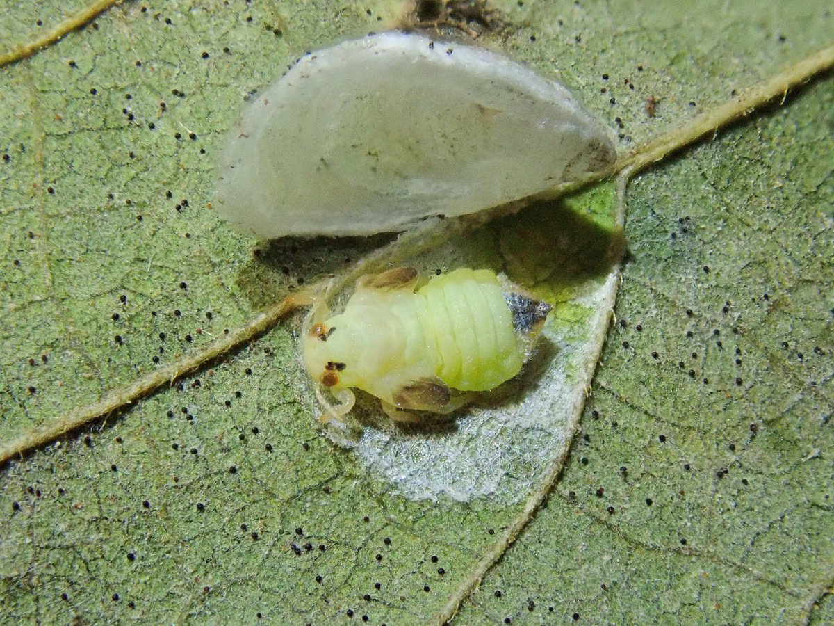 鶉亀虫 改めて六本脚のサイトで目次確認したらｹﾝｾｲ氏も記録していますね