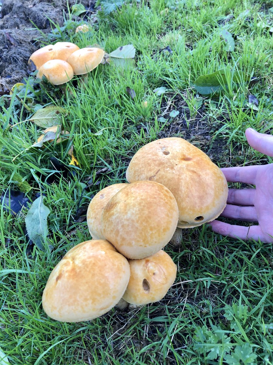 These beauties are Phaleolepiota Aurea: the Golden Bootleg. Increasingly rare grassland mushrooms an extract of which has been effective in shrinking rumours in lab mice. Happy to have them back in the garden this year - a 25-year chemical-free patch with good soil health.