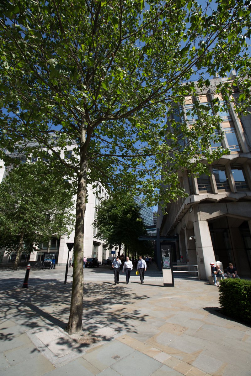 GreenBlueUrban's tweet photo. Continuing with our #wowwednesday theme, this time at the City of London, Guildhall, where a number of trees were planted in 2004 in the world's first soil cell, RootCell.

Discover more of GreenBlue's case studies: https://t.co/JqBfyMu8RX #urbantreeplanting #soilcellswork https://t.co/f0MMNyE958