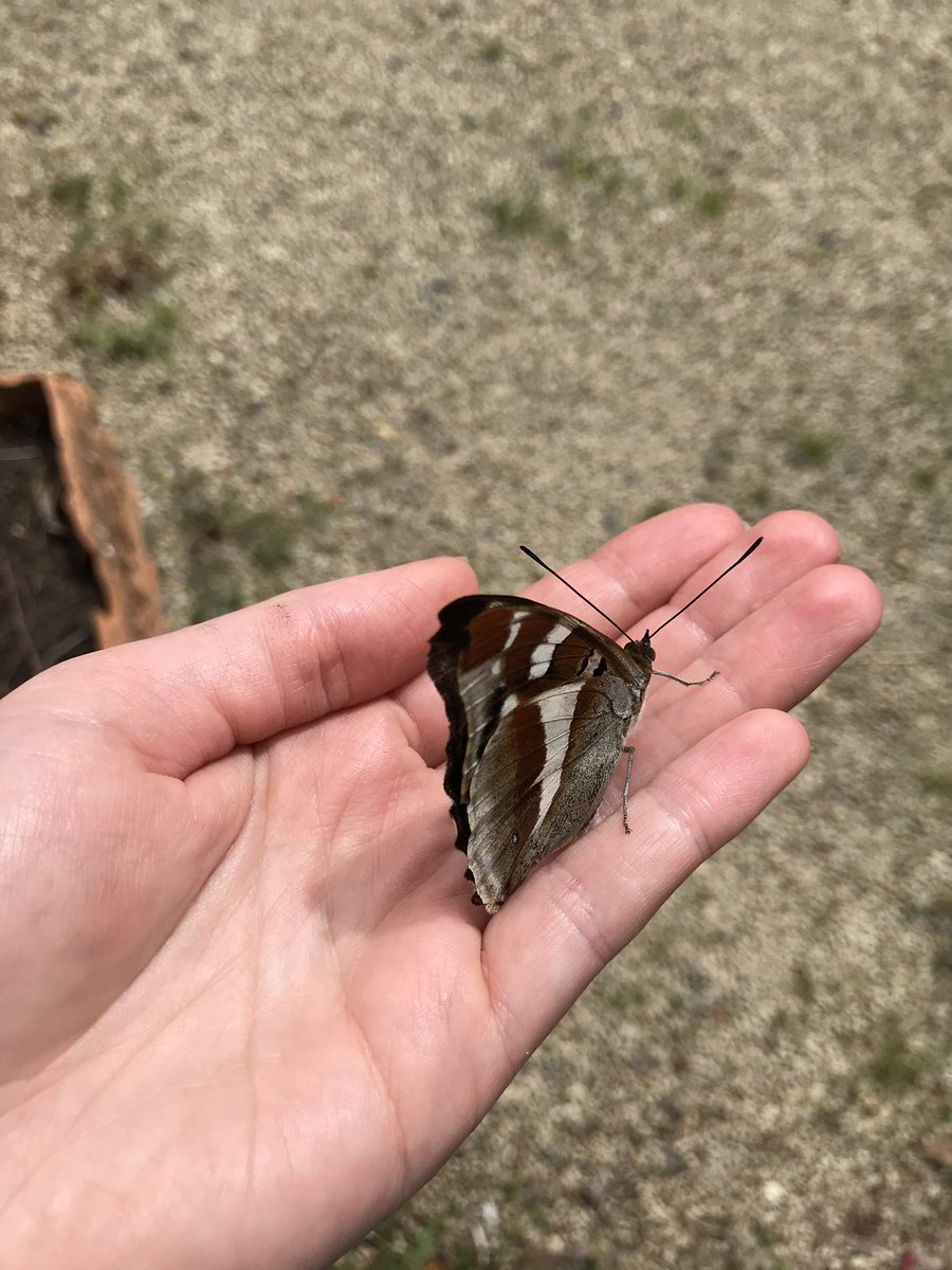 R taught us all so much about wildlife. By the end of lockdown everyone had bought binoculars. The highlight was the Purple Emperor we found in the greenhouse