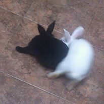 713Xtr0py's tweet photo. The top trending genre of music to listen to all non tangible rooted egregore corporations shalt become standard practice to at least always put in the "@usagi_gallery, usagi ac1d, #Kpop or 🥕💚🐰⚡️🥕💚🕯️🏵️🙌🐰🐰🐇 which is a language used in the hidden root #Matter #AssemblyCode https://t.co/xuTvNtvcmU