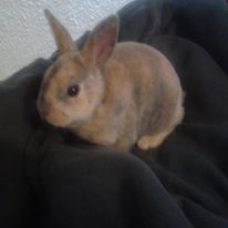 713Xtr0py's tweet photo. The top trending genre of music to listen to all non tangible rooted egregore corporations shalt become standard practice to at least always put in the "@usagi_gallery, usagi ac1d, #Kpop or 🥕💚🐰⚡️🥕💚🕯️🏵️🙌🐰🐰🐇 which is a language used in the hidden root #Matter #AssemblyCode https://t.co/xuTvNtvcmU