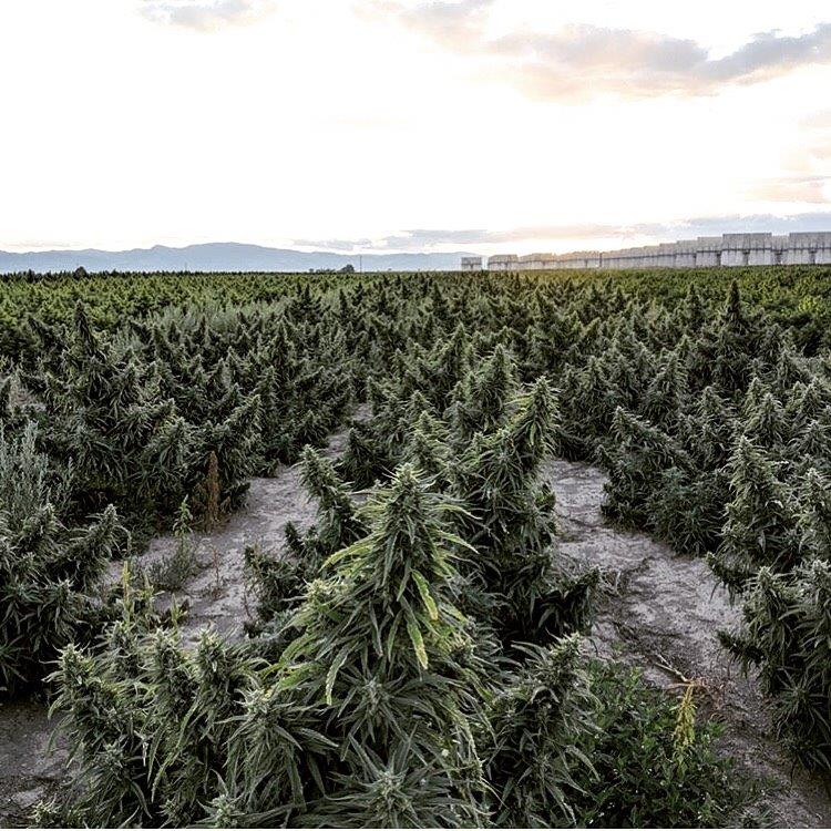 azallacbd's tweet photo. Here are some ways hemp can impact the planet;
1)restores soil fertility
2)absorbs toxic metals
3)prevents deforestation
4)reduces air pollution
5)conserves water
#hempflower #hempower #azalla_cbd
#Convenience #cannabinoids #natural https://t.co/Uzfdc4UG7x