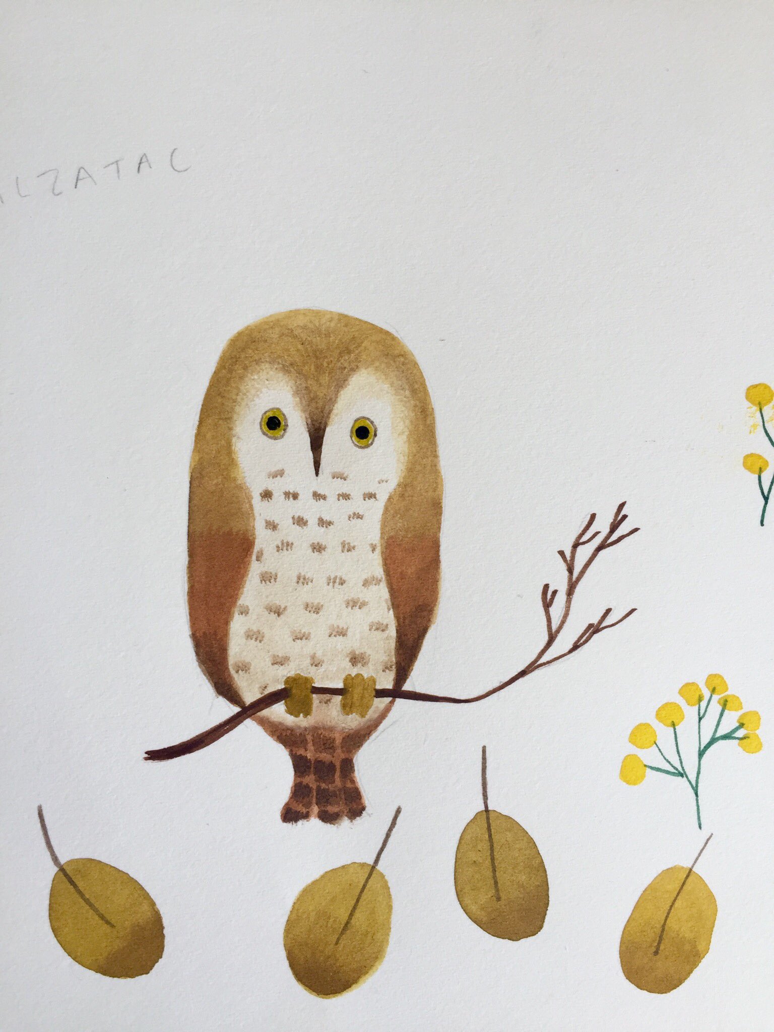 Maki Hasegawa Owl For A Illustration Project In Progress Will Be Revealed Soon Gufo フクロウ イラスト 水彩 Watercolour T Co Zxm4x9d5mw Twitter