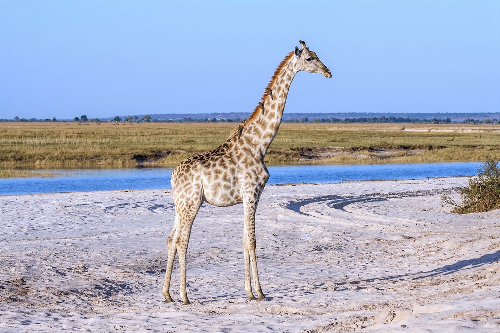 A giraffe at Chobe National Park in Botswana

See More - bit.ly/3jwVA0d

#botswanasafari #botswanatourism #botswana #botswanawildlife #visitbotswana #traveltobotswana #adventuretravel #adventuresafari #chobenationalpark #wildlifephotography #safariphtoography