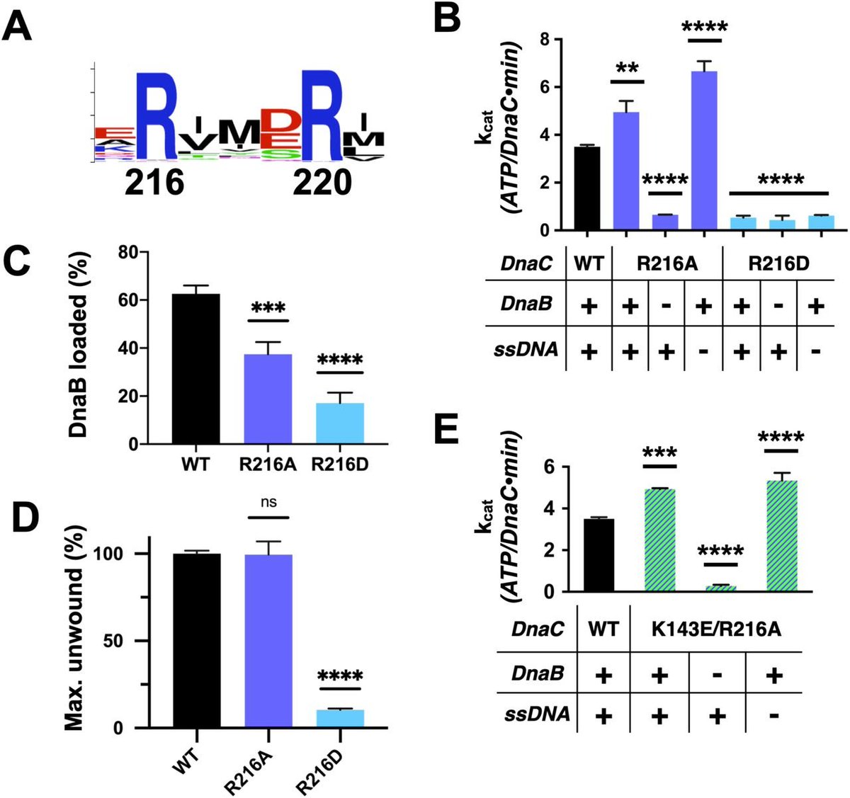 Very cool paper from James Berger Lab:

The molecular coupling between substrate recognition and ATP turnover in a AAA+ hexameric helicase loader

biorxiv.org/content/10.110…