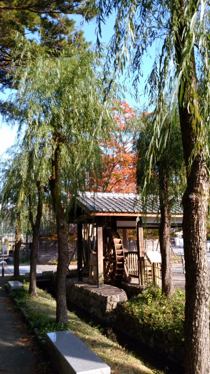 木島 恵理 今日の関川村 見頃までもう少しかな 渡邉邸のトチノキにはヤドリギが寄生しています アメリカでは クリスマスに ヤドリギの下でキスをすると永遠に結ばれるなんて ロマンチックな言い伝えがあるみたいですね 関川村 紅葉 関