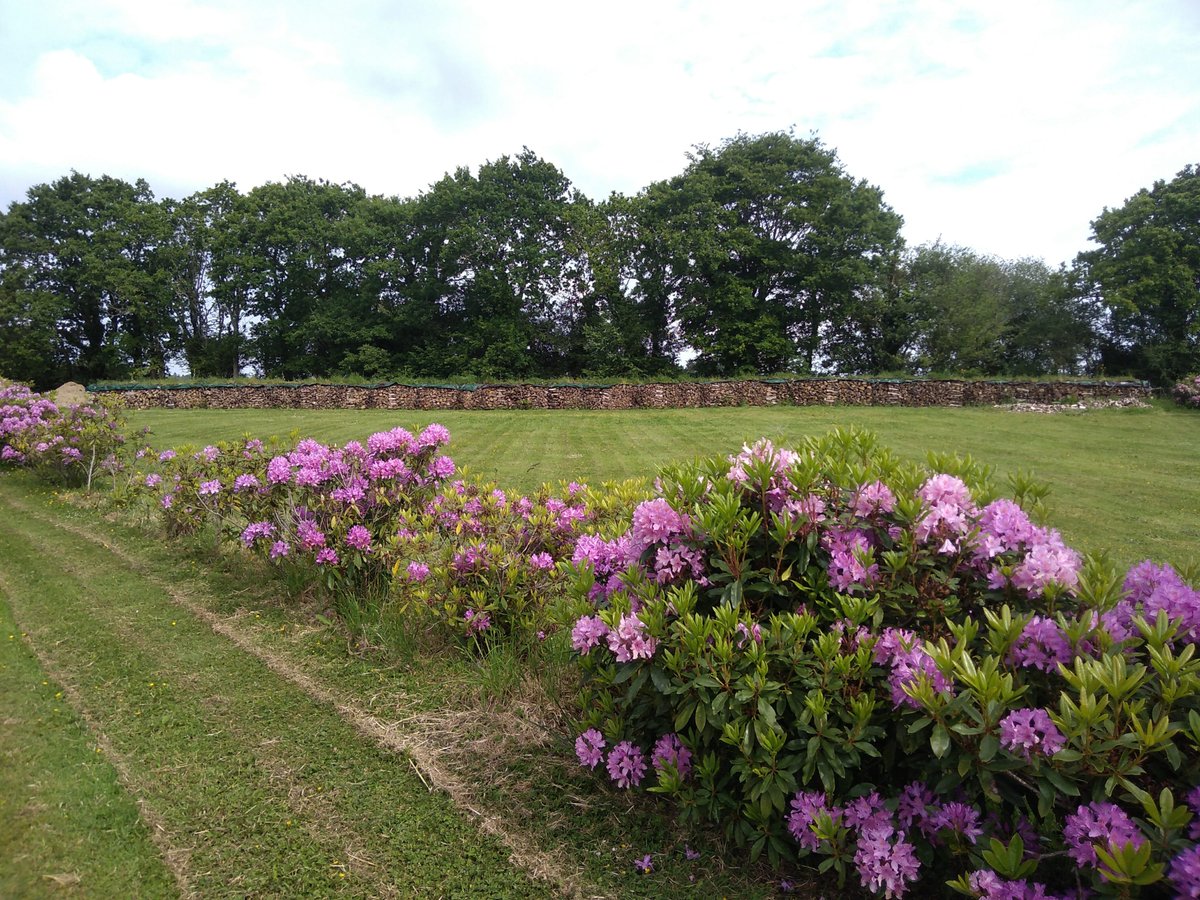 ParkandView's tweet photo. ⛺️ "le jardin aux rhododendrons"⛺️
🇫🇷 Finistère 🇫🇷

Environement: #Campagne, #Ferme, #Prairies
Activités: #Randonnée, #Vélo

https://t.co/y3P7iZay2A

#camping #camperlife #nature_shooters #nature #voyage #vacances  #holiday  #freedom https://t.co/uhR4fYed2O